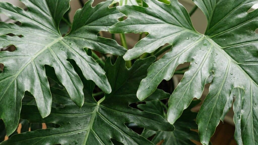 Adeus espada-de-são-jorge: essa planta cresce mais rápido e deixa a casa com visual tropical
