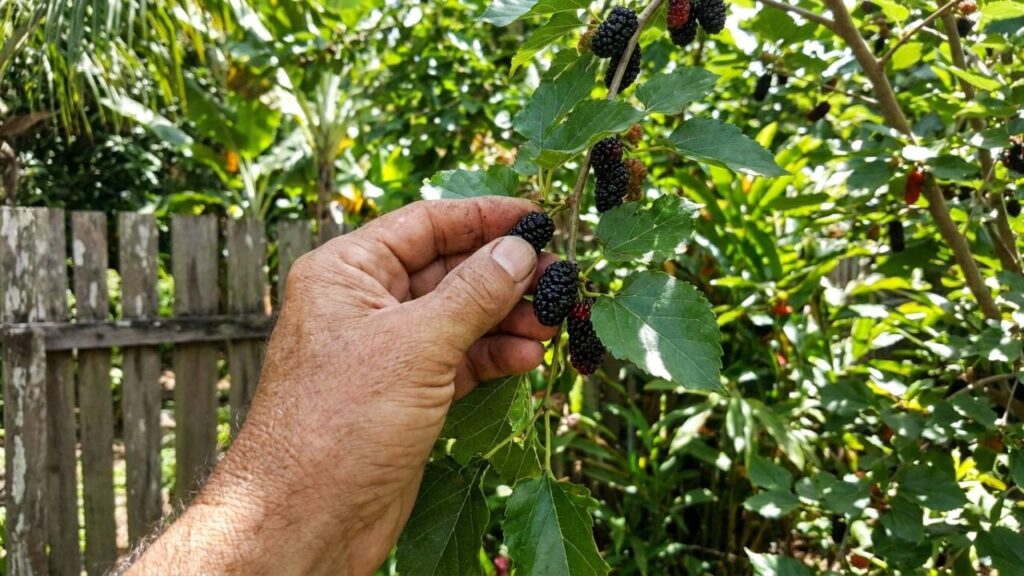 Essa fruta é rica em ferro, vitaminas e fibras, e muita gente pisa nela sem saber seus benefícios