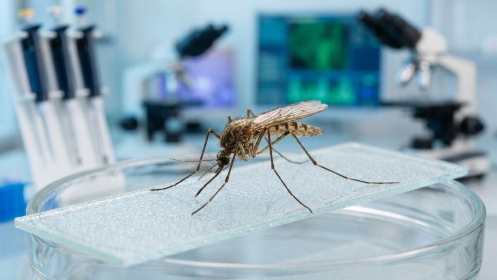 Google quer soltar 32 milhões de mosquitos de laboratório para combater doenças