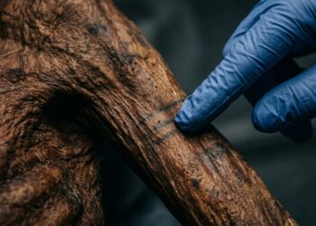 Mão com luva azul aponta marcas escuras na pele preservada de uma múmia, em close-up associado a estudo arqueológico e análise científica.