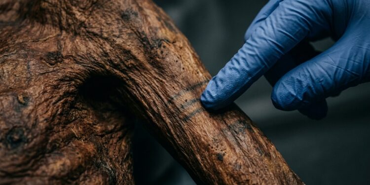 Mão com luva azul aponta marcas escuras na pele preservada de uma múmia, em close-up associado a estudo arqueológico e análise científica.