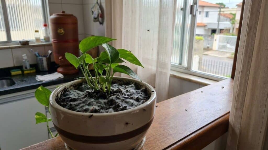 Plantas em vasos estão com mofo ou mosquinhas? Um erro comum pode ser o motivo do problema
