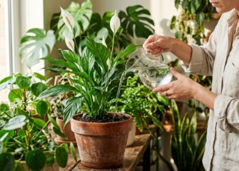 Segredos da jardinagem doméstica em 2026: descubra como a água de ovos ajuda no fortalecimento de plantas ornamentais