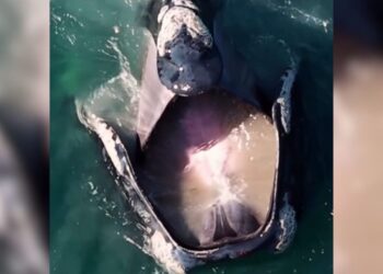 Baleia-franca surpreende ao ser flagrada 'bocejando' em cena impressionante no mar de SC