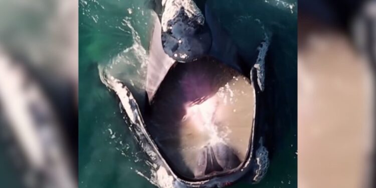 Baleia-franca surpreende ao ser flagrada 'bocejando' em cena impressionante no mar de SC