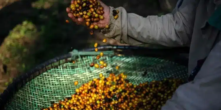 Exportações brasileiras: tarifas de Donald Trump reduziram as vendas do Brasil aos Estados Unidos no primeiro semestre de 2026. (Carl de Souza/AFP/Getty Images)