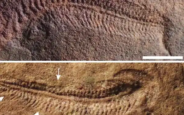 Foto: Reprodução / Nature