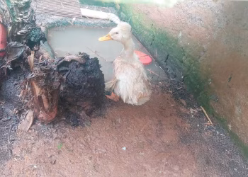 Foto: Divulgação/Ibama