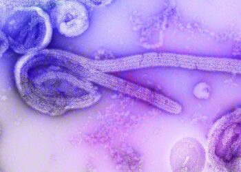 Foto: CDC/Dr. Frederick Murphy