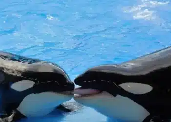 Imagem ilustrativa - Orcas • Banco de Imagem I Pixabay