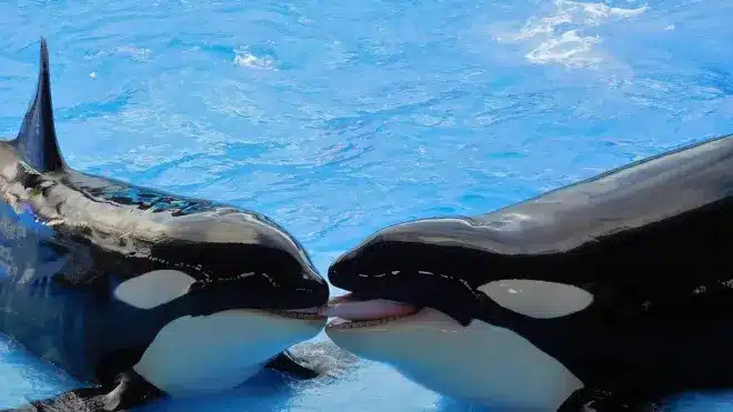 Imagem ilustrativa - Orcas • Banco de Imagem I Pixabay