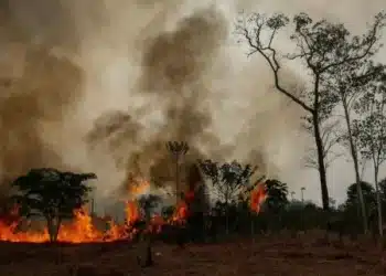 Queimada em área desmatada às margens de um ramal da rodovia BR-319, no sul do Amazonas
Imagem: Lalo de Almeida - 12.set.25/Folhapress